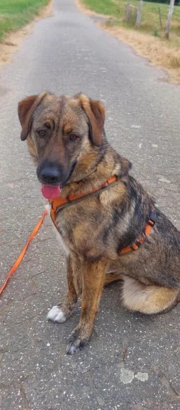 Raija, female 5yo Mixed Breed for adoption at Ankerhunde e.V., Novi Grad