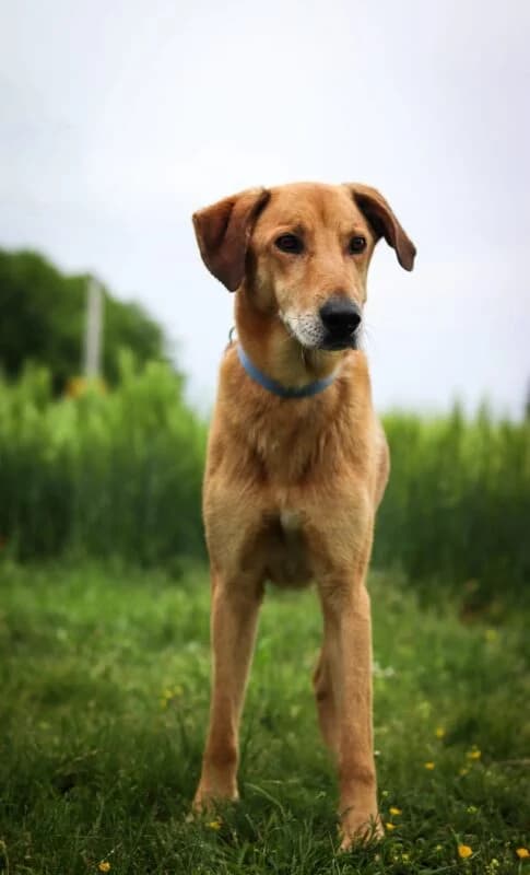 Bongo, male senior Mixed Breed for adoption at Ankerhunde e.V., Novi Grad