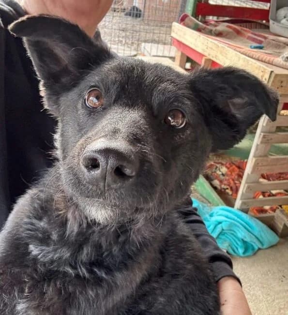 Lino, 5yo Mixed Breed for adoption at Ankerhunde e.V., Novi Grad