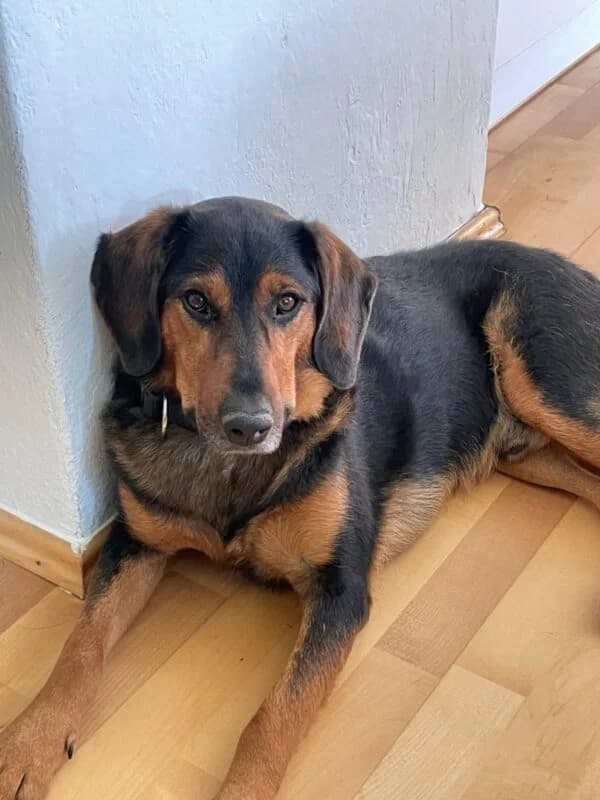 Jack, male young Mixed Breed for adoption at Ankerhunde e.V., Novi Grad