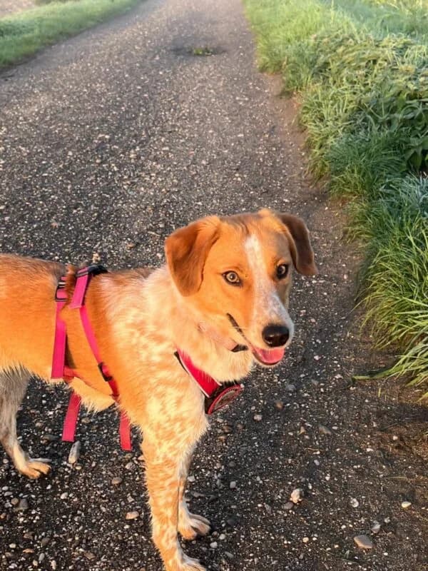 Lisa, female young Mixed Breed for adoption at Ankerhunde e.V., Novi Grad