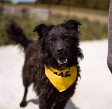 Lucky, male 5yo Mixed Breed for adoption at Ankerhunde e.V., Novi Grad