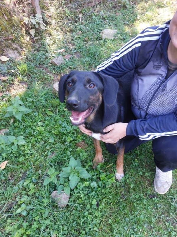 Ole, puppy Mixed Breed for adoption at Ankerhunde e.V., Novi Grad