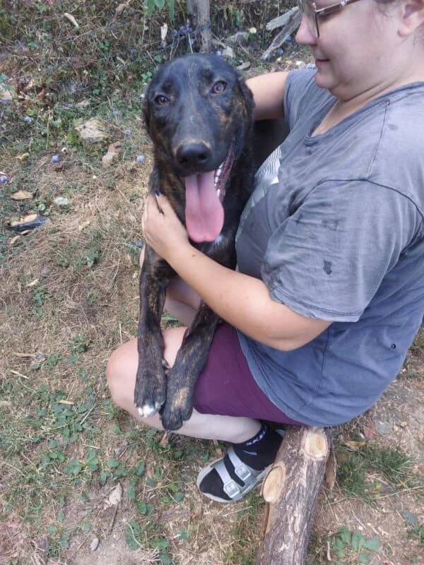 Wim, puppy Mixed Breed for adoption at Ankerhunde e.V., Novi Grad