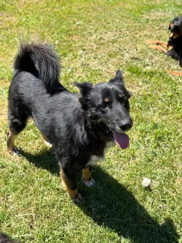 Rocco, 5yo Mixed Breed for adoption at Ankerhunde e.V., Novi Grad