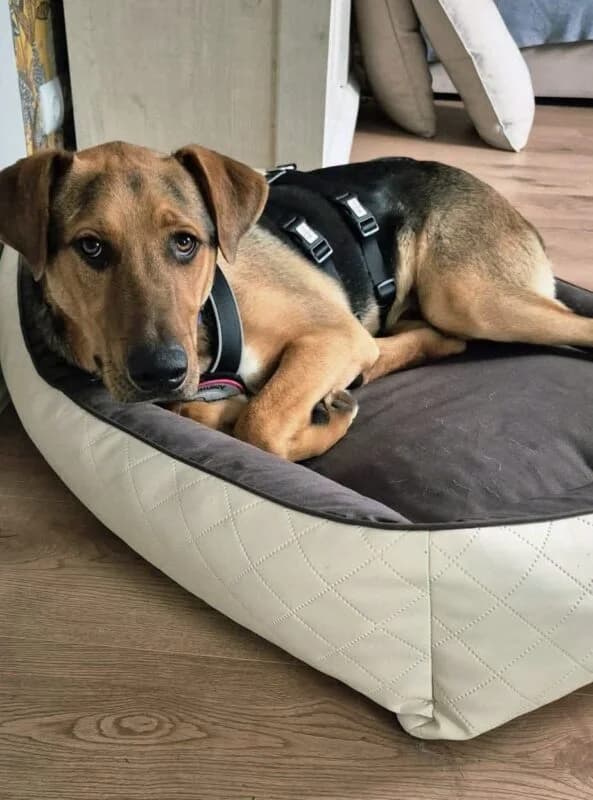 Tom, male puppy Mixed Breed for adoption at Ankerhunde e.V., Novi Grad