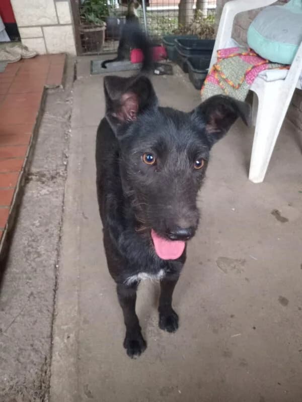 Cindy, young Mixed Breed for adoption at Ankerhunde e.V., Novi Grad