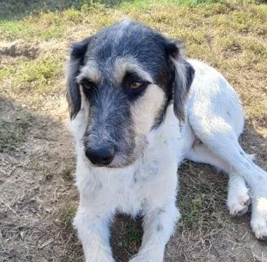 Ryko, male puppy Mixed Breed for adoption at Ankerhunde e.V., Novi Grad