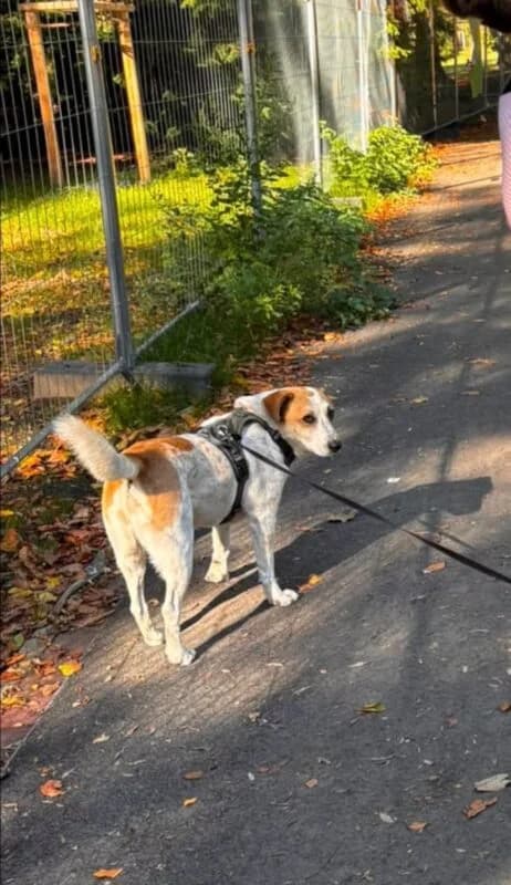 Kalle, male senior Mixed Breed for adoption at Ankerhunde e.V., Novi Grad