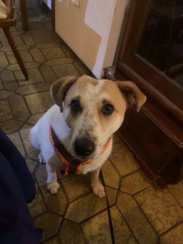Kalle, male senior Mixed Breed for adoption at Ankerhunde e.V., Novi Grad