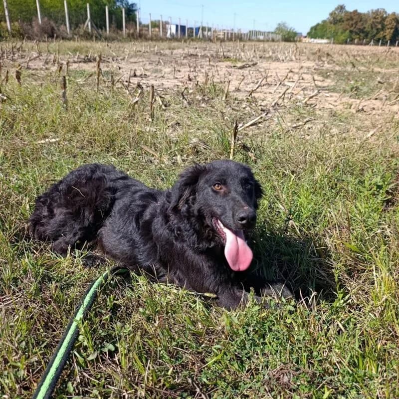 Lino, puppy Mixed Breed for adoption at Ankerhunde e.V., Novi Grad