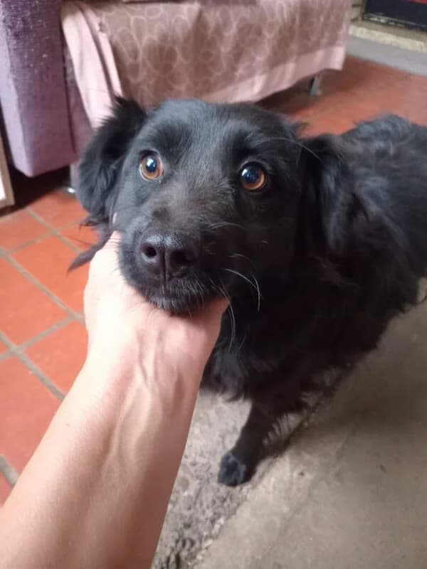 Alma, female young Mixed Breed for adoption at Ankerhunde e.V., Novi Grad