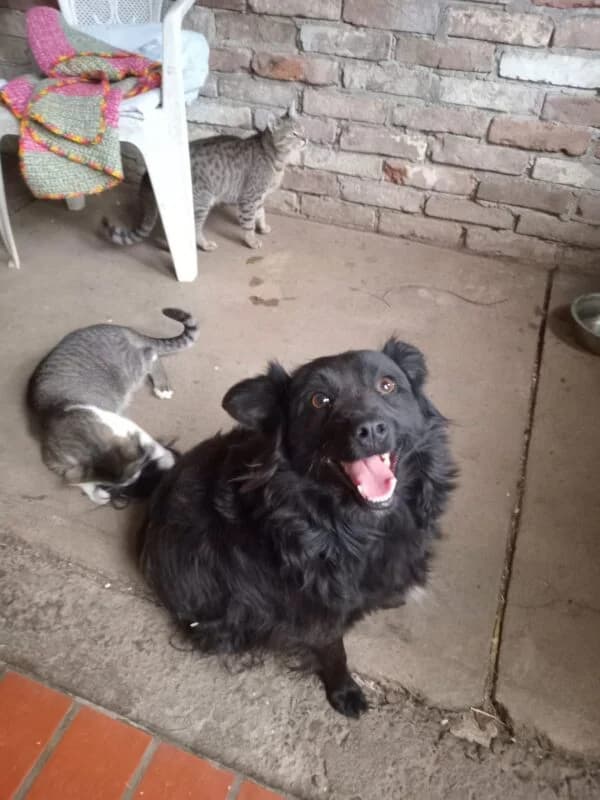 Alma, female young Mixed Breed for adoption at Ankerhunde e.V., Novi Grad