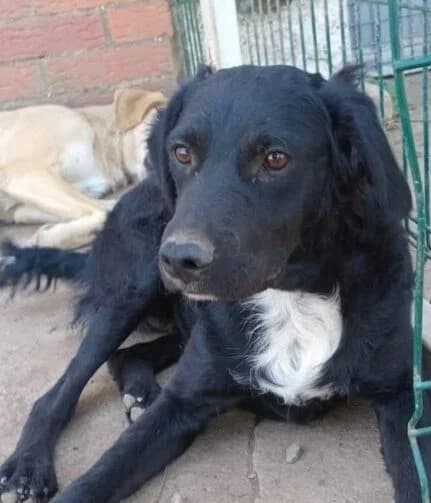 Karlchen, male puppy Mixed Breed for adoption at Ankerhunde e.V., Novi Grad