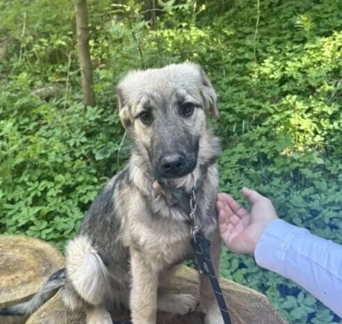 Tony, puppy Mixed Breed for adoption at Ankerhunde e.V., Novi Grad
