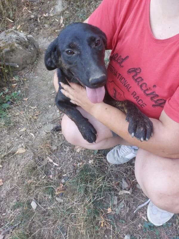 Fibi, female puppy Mixed Breed for adoption at Ankerhunde e.V., Novi Grad