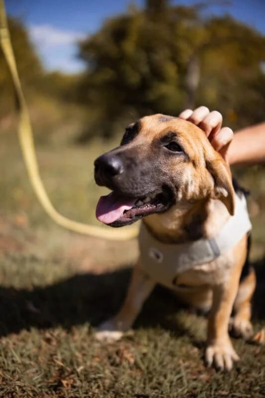 Mucki, male puppy Mixed Breed for adoption at Ankerhunde e.V., Novi Grad