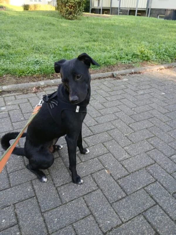 Jogi, young Mixed Breed for adoption at Ankerhunde e.V., Novi Grad