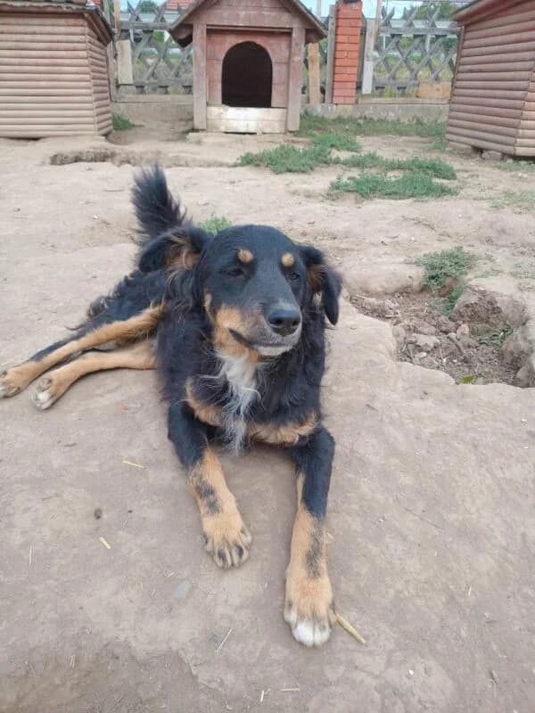 Billy, puppy Mixed Breed for adoption at Ankerhunde e.V., Novi Grad