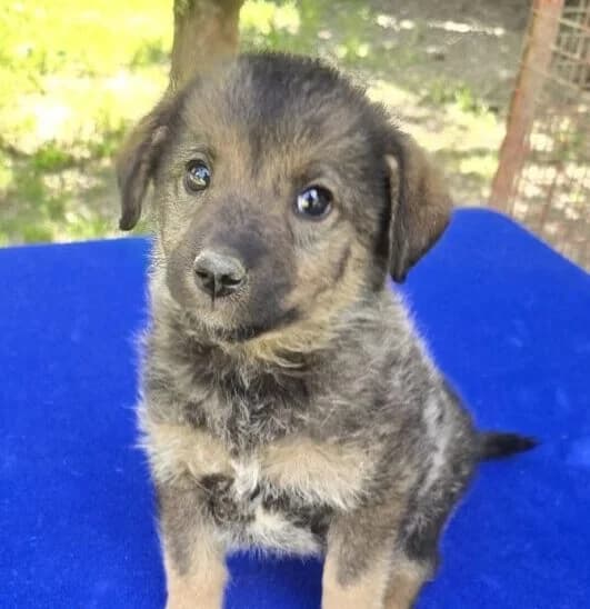 Mia, female puppy Mixed Breed for adoption at Ankerhunde e.V., Novi Grad