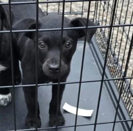 Schröder, puppy Mixed Breed for adoption at Ankerhunde e.V., Novi Grad