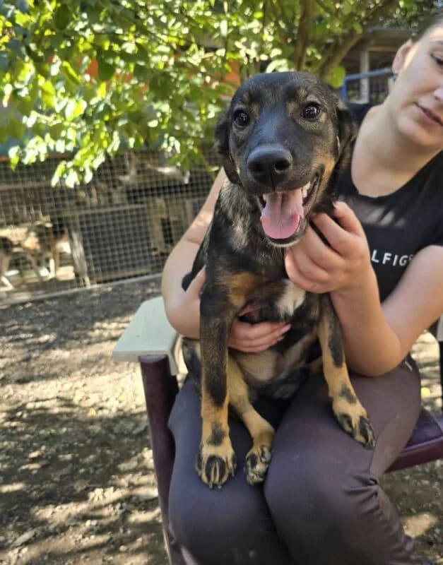Karla, female puppy Mixed Breed for adoption at Ankerhunde e.V., Novi Grad