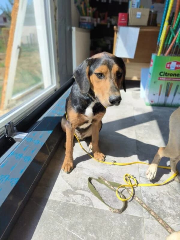 Luan, puppy Mixed Breed for adoption at Ankerhunde e.V., Novi Grad