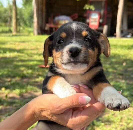 Pauline, puppy Mixed Breed for adoption at Ankerhunde e.V., Novi Grad