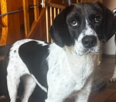 Malika, female young Mixed Breed for adoption at Ankerhunde e.V., Novi Grad