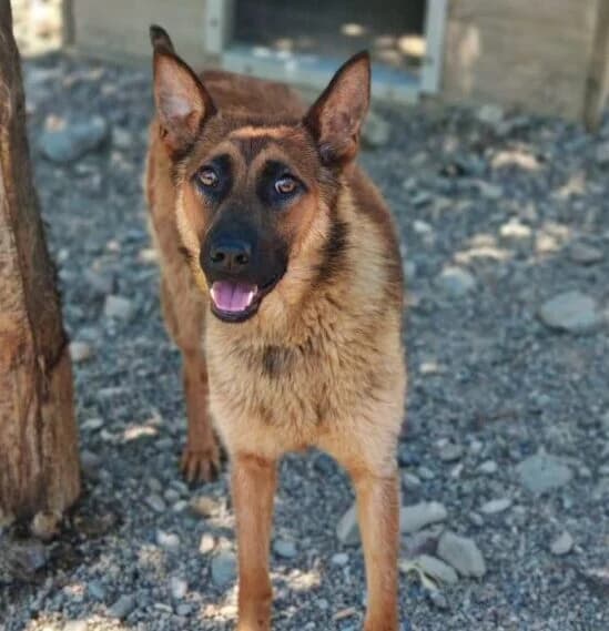 Astra, female young Mixed Breed for adoption at Ankerhunde e.V., Novi Grad