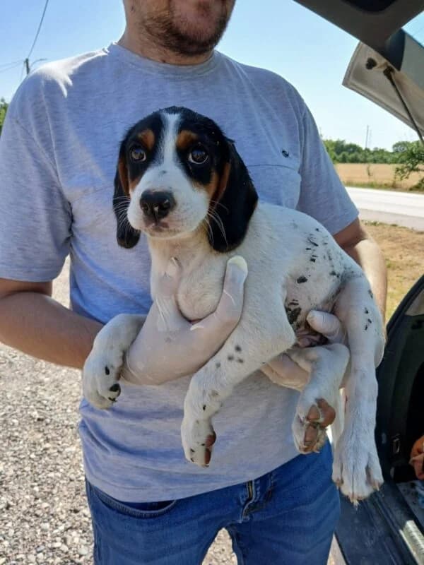 Lio, puppy Mixed Breed for adoption at Ankerhunde e.V., Novi Grad