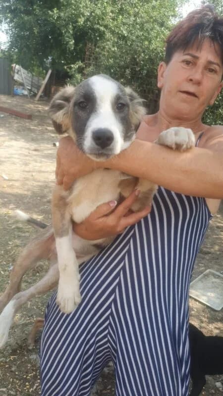 Monti, puppy Mixed Breed for adoption at Ankerhunde e.V., Novi Grad