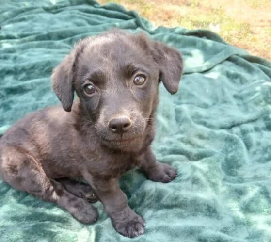 Samira, puppy Mixed Breed for adoption at Ankerhunde e.V., Novi Grad