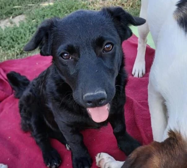Samira, puppy Mixed Breed for adoption at Ankerhunde e.V., Novi Grad