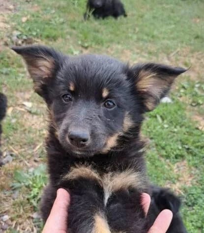 Kaya, puppy Mixed Breed for adoption at Ankerhunde e.V., Novi Grad