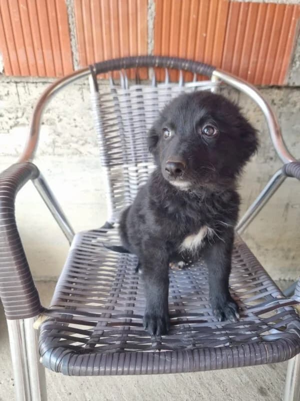 Bonnie, puppy Mixed Breed for adoption at Ankerhunde e.V., Novi Grad