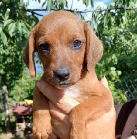 Apollo, puppy Mixed Breed for adoption at Ankerhunde e.V., Novi Grad