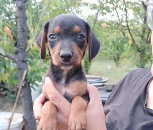 Lucy, female puppy Mixed Breed for adoption at Ankerhunde e.V., Novi Grad