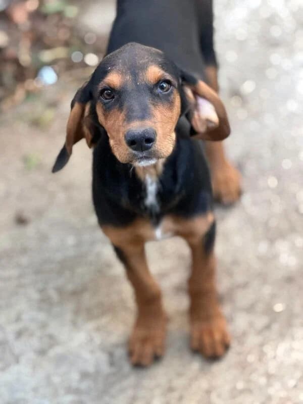 Mimi, puppy Mixed Breed for adoption at Ankerhunde e.V., Novi Grad