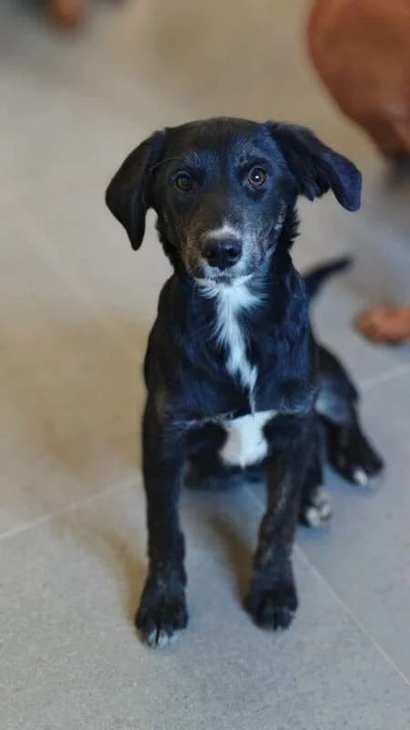 Mayson, puppy Mixed Breed for adoption at Ankerhunde e.V., Novi Grad
