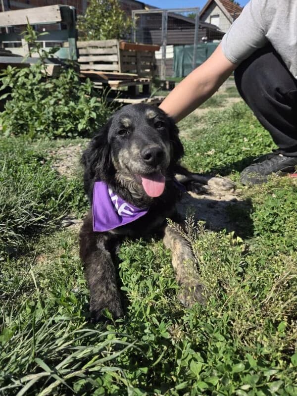 Bex, male young Mixed Breed for adoption at Ankerhunde e.V., Novi Grad