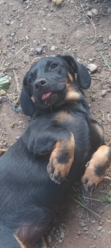 Alma, female puppy Mixed Breed for adoption at Ankerhunde e.V., Novi Grad