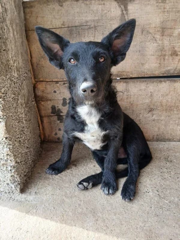 Henry, puppy Mixed Breed for adoption at Ankerhunde e.V., Novi Grad
