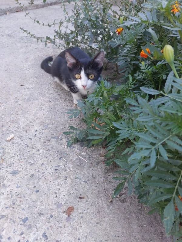 Findus, male puppy Mixed Breed for adoption at Ankerhunde e.V., Novi Grad