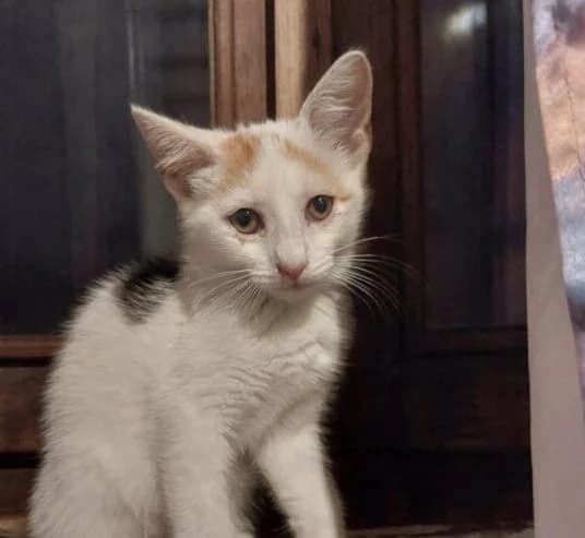 Pandora, female puppy Mixed Breed for adoption at Ankerhunde e.V., Novi Grad