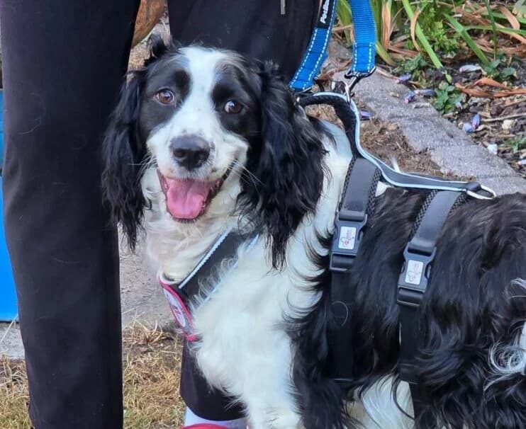 Octavio, male 3yo Mixed Breed for adoption at Ankerhunde e.V., Novi Grad