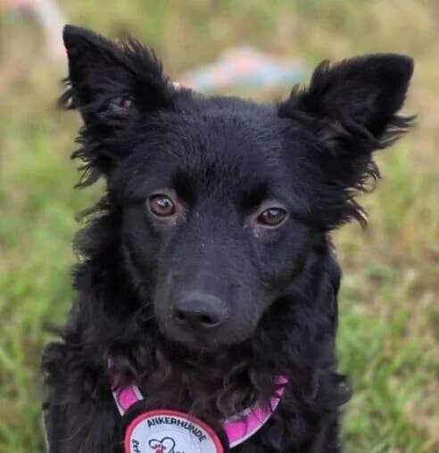 Marie, puppy Mixed Breed for adoption at Ankerhunde e.V., Novi Grad