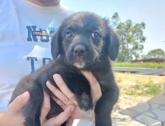 Chica, puppy Mixed Breed for adoption at Ankerhunde e.V., Novi Grad