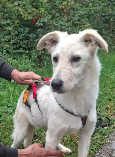 Sammy, puppy Mixed Breed for adoption at Ankerhunde e.V., Novi Grad