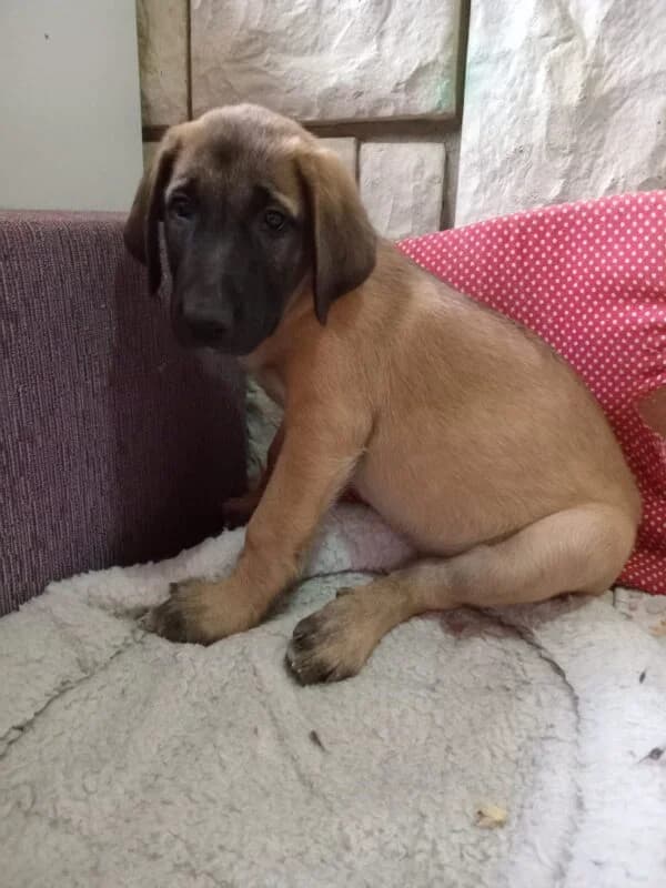 Bonja, puppy Mixed Breed for adoption at Ankerhunde e.V., Novi Grad